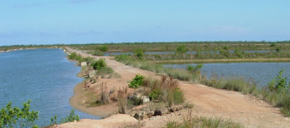 Shrimp ponds